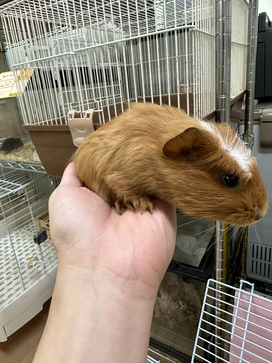 okashinashippo1's tweet photo. 専属のブリーダーさんより離乳したばかりのかわいいモルモット入荷してます

クレステッド 8000円
テディ 20000円

どちらも男の子です😀 https://t.co/WqPiTlL3FN