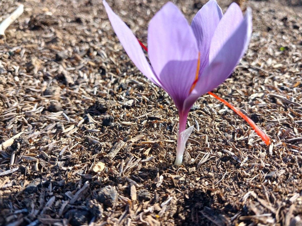 Herkese merhaba! 

Hep birlikte hayata geçirdiğimiz, Eskişehir’deki 100 dönüm safran tarlamızda ilk çiçeklerimiz bugün açtı.

Emeği geçen tüm paydaşlarımıza teşekkür ederiz.

<a href="/fonbulucu/">fonbulucu</a>
<a href="/fontartr/">fonTar</a>