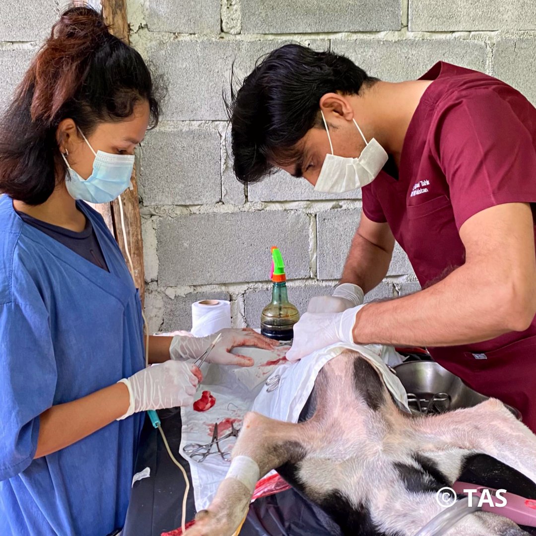 Dr Syed reaches 670 sterilisations in our charity vet clinic in remote Thailand! #tnvr #tnr #neuter #spay #Rescue #AnimalRescue #AdoptDontShop