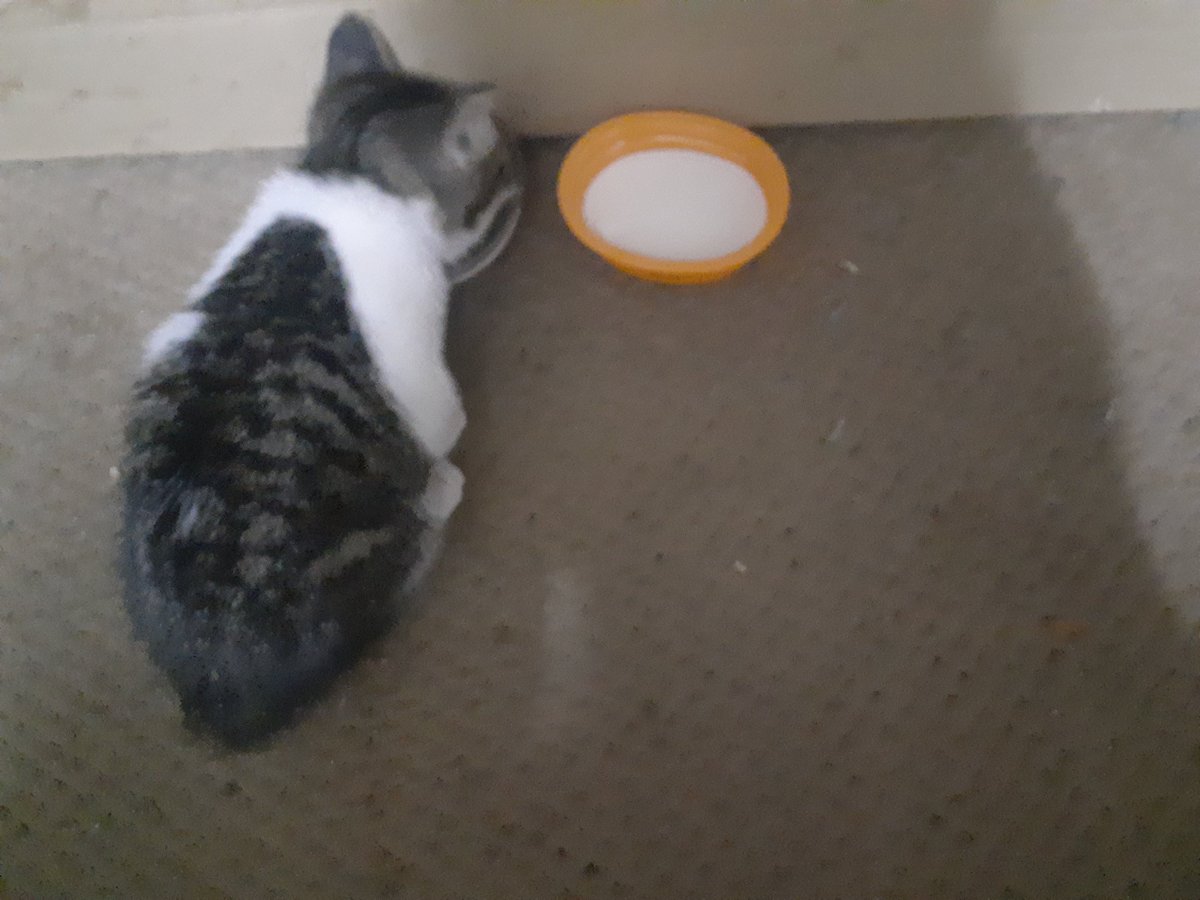 boojiro23's tweet photo. 拾われたのは猫でなく、
生きる気力がない人間かと！ https://t.co/Jp83cBGHPw