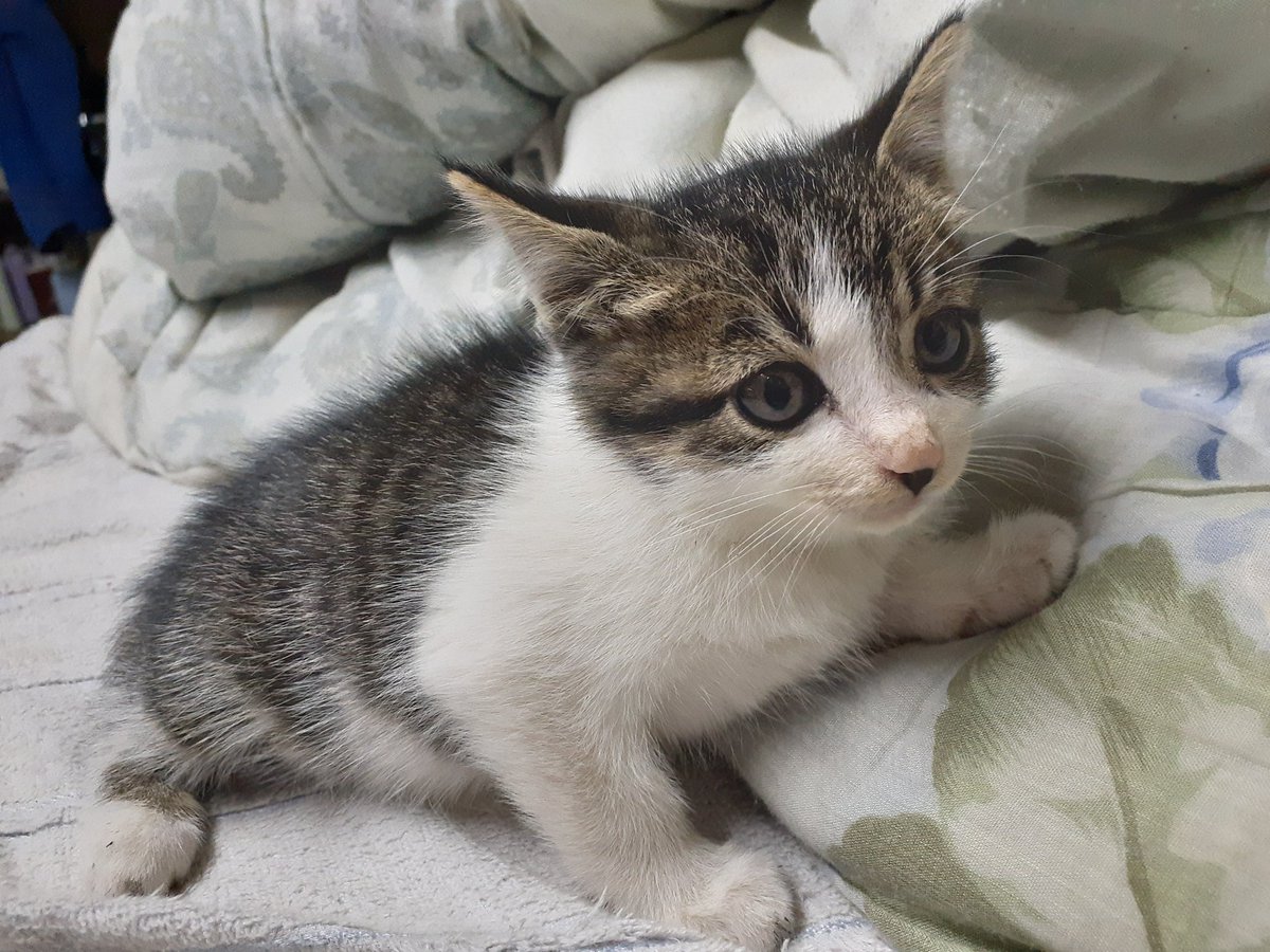 boojiro23's tweet photo. 拾われたのは猫でなく、
生きる気力がない人間かと！ https://t.co/Jp83cBGHPw