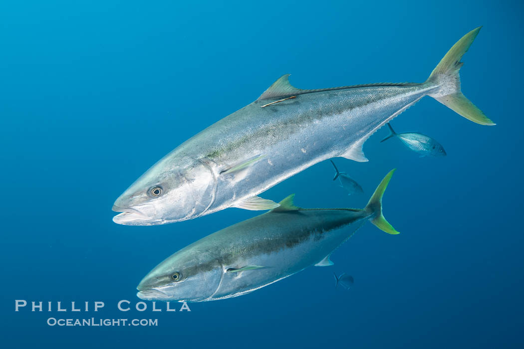 Hot off the Press 📢 Tom Clarke et al. used the {remora} R package to identify environmental drivers of activity in acoustically-tagged yellowtail kingfish, as well as connectivity across fisheries management jurisdictions via the <a href="/IMOSAnimalTrack/">IMOS Animal Tracking</a> network. onlinelibrary.wiley.com/doi/epdf/10.10…