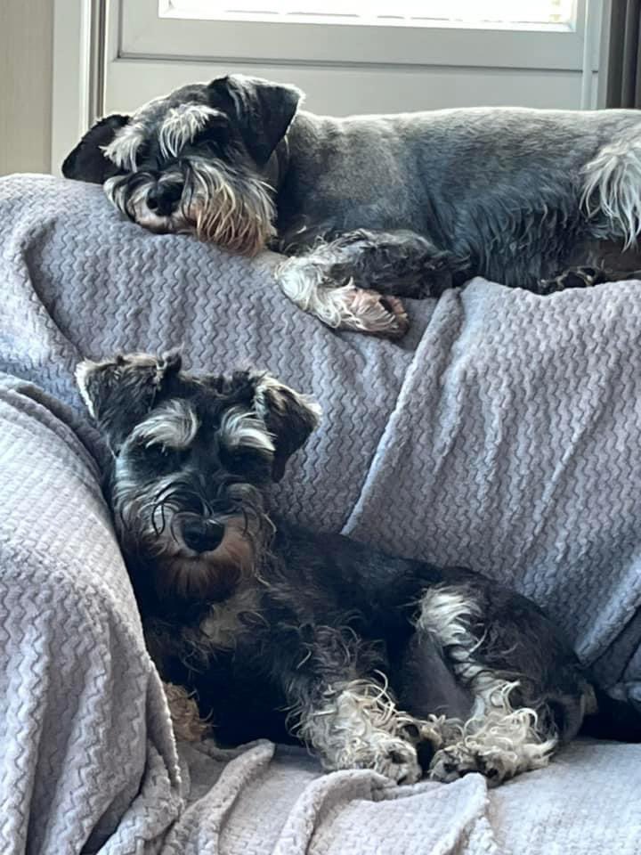 Toby and Max having a chilled Sunday morning after their walk