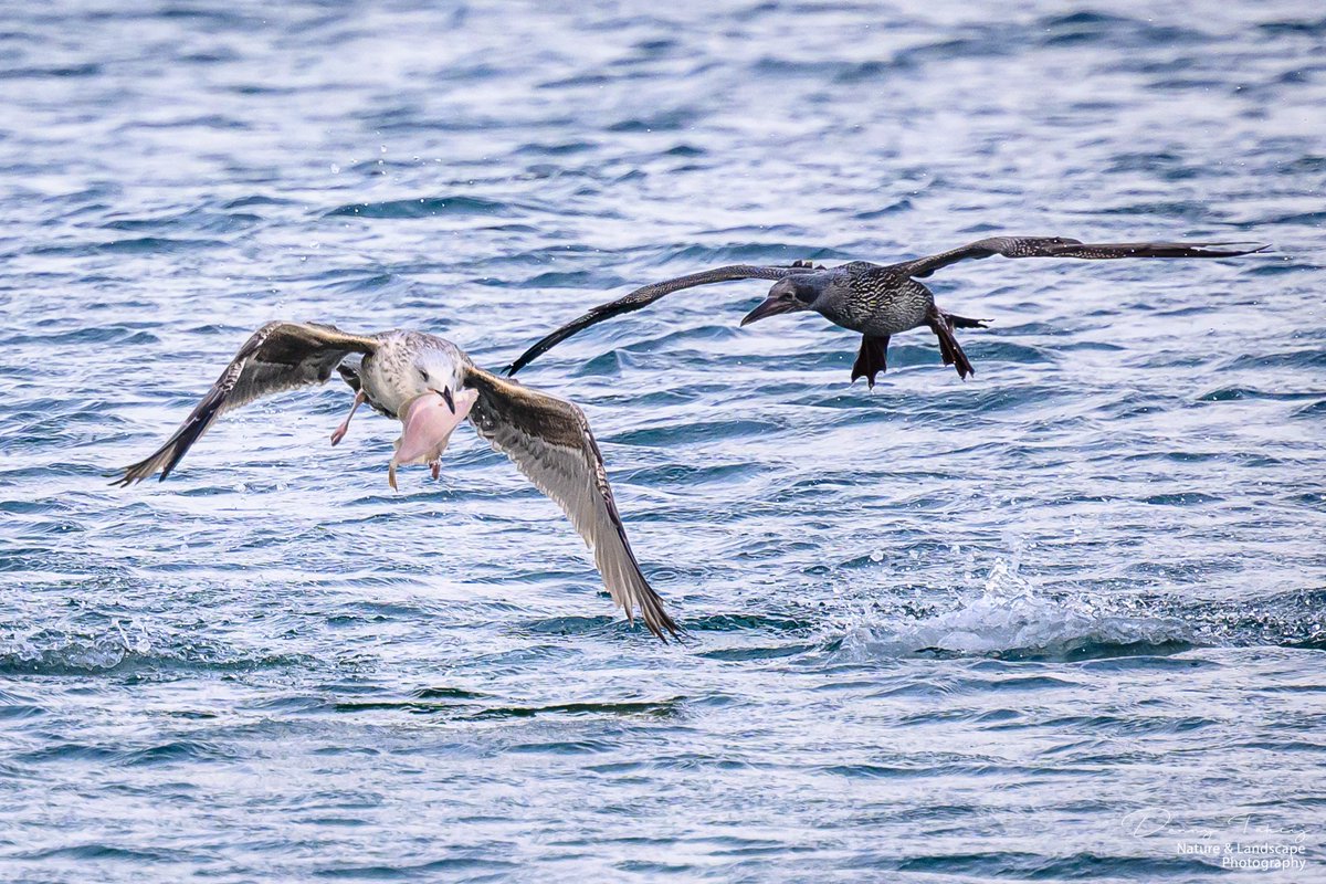 Meeuw pikt een schar en krijgt een juveniele Jan van Gent achter hem aan😀 was een mooi schouwspel vanaf de pier in #hoekvanholland 
#dezeekust #nikonnl <a href="/Hoek_v_Holland/">Hoek-van-Holland</a> <a href="/Bezoek_westland/">Bezoek Westland</a> #natuurfotografie #vogels <a href="/vogelnieuws/">Vogelbescherming NL</a> #vroegevogels