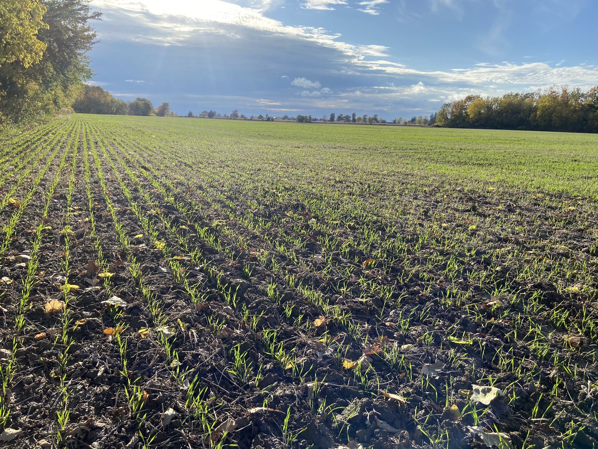 Other than the eminent weather in the background the #wheat24 crop looks to be well on its way.