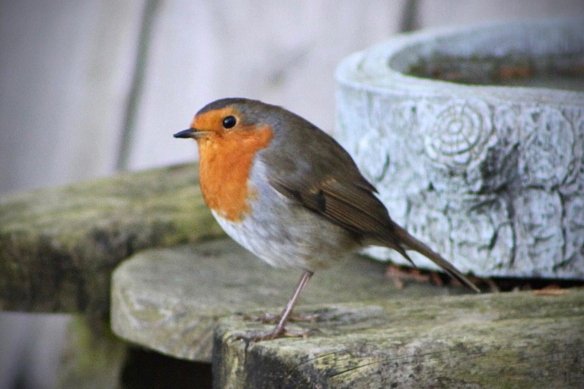 #gardenbirdwatch #starling #robin #crow #birdphotography #birdwatching