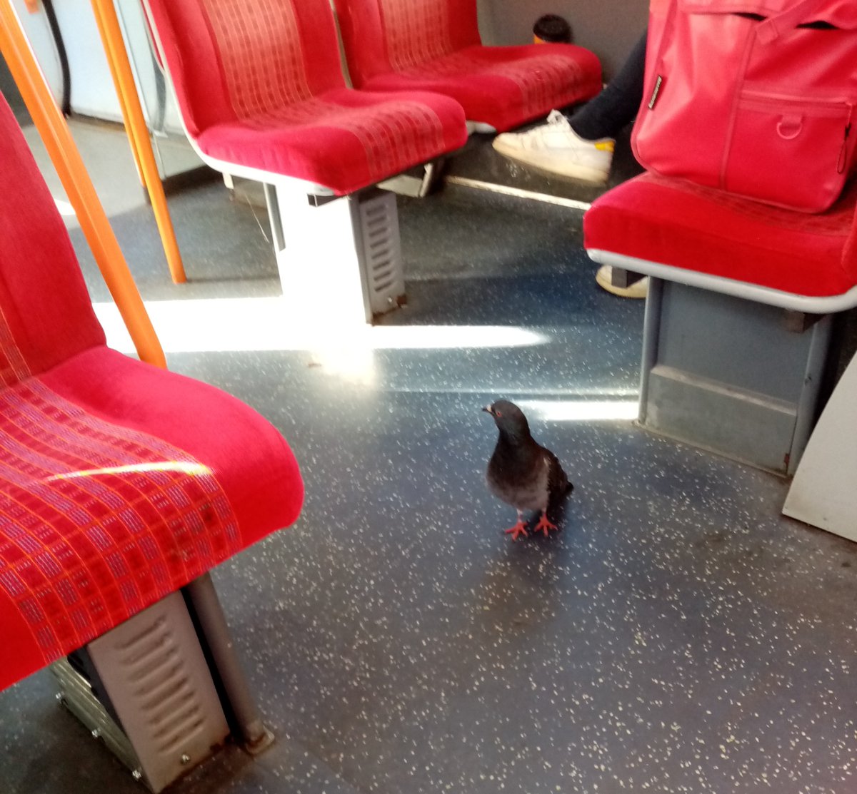 #Pigeon on its daily commute