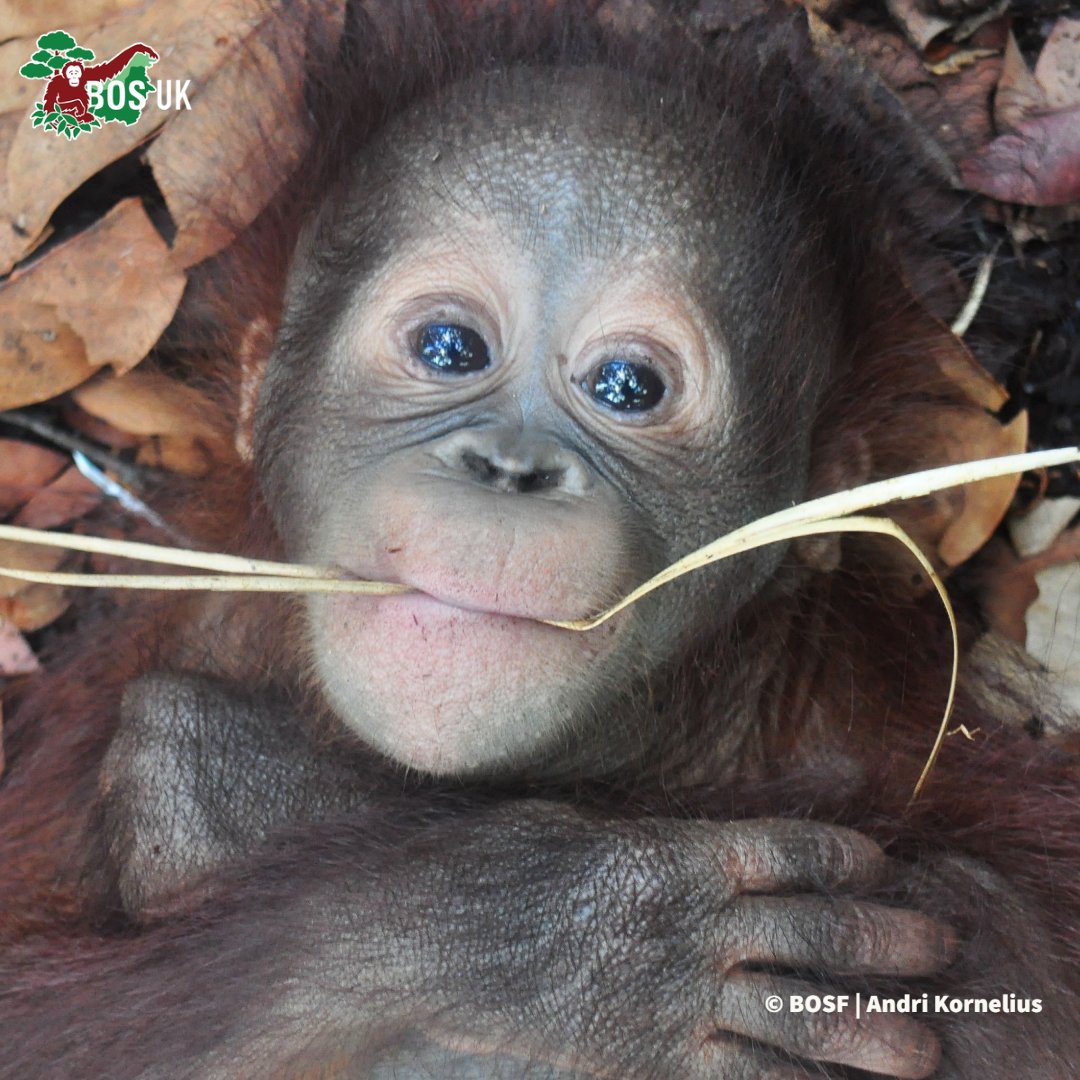 Monyo 🧡
Orphaned Monyo will be released to the #wild in protected #rainforest when he graduates from #OrangutanJungleSchool  
#NotAPet #Orangutan #Conservation #CriticallyEndangered