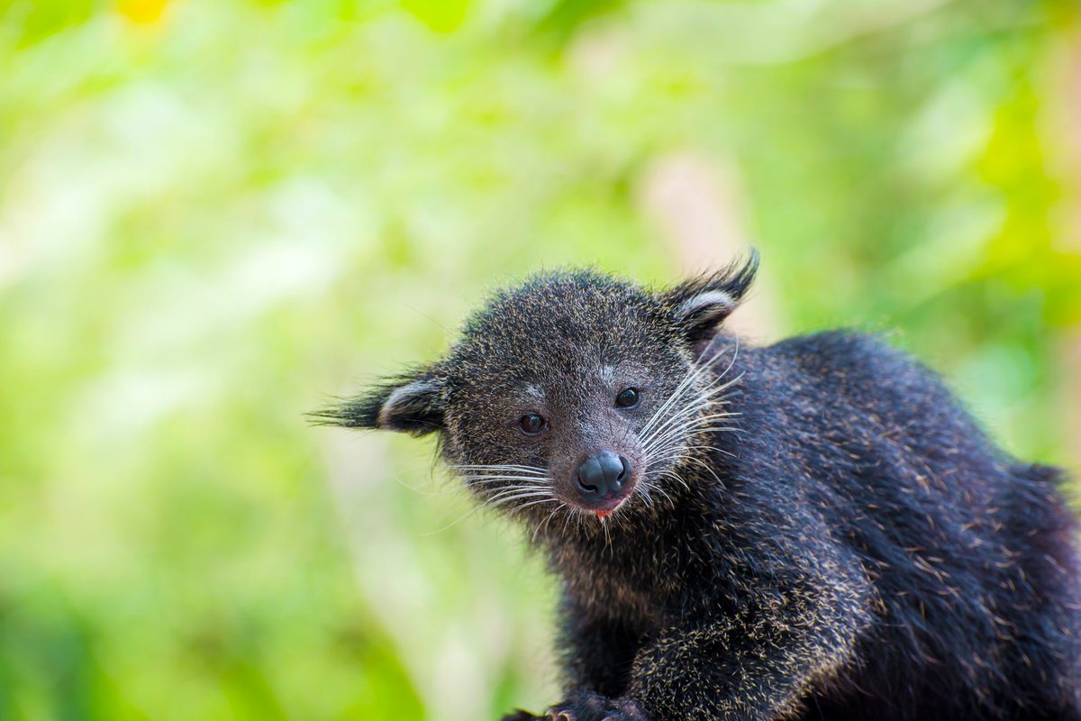 #DYK that #binturong is considered vulnerable due to a fall in population estimated at more than 30% over the last three decades. We have a healthy population in our #restoration area, but more needs to be done to protect them.

#exploreRER #naturebasedsolutions