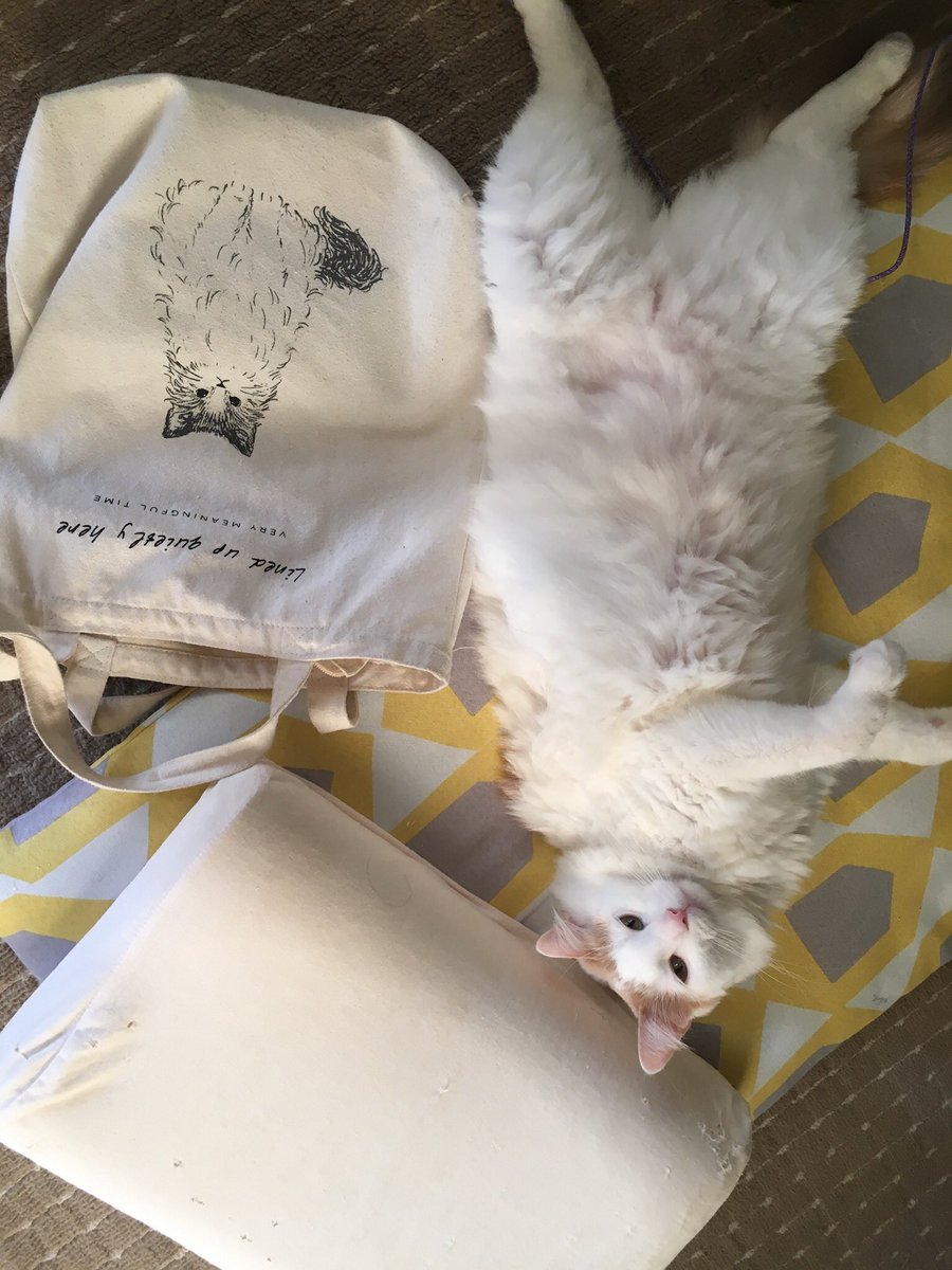 genki02023's tweet photo. ＃猫生　　
＃猫のしあわせ https://t.co/ASVyUowmP3