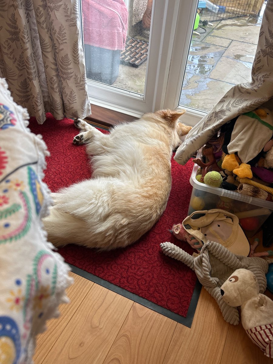 Waiting fer der rain to stop… suppose we will gets a walks sumtimes #gsd #dogsoftwitter #dogsofx