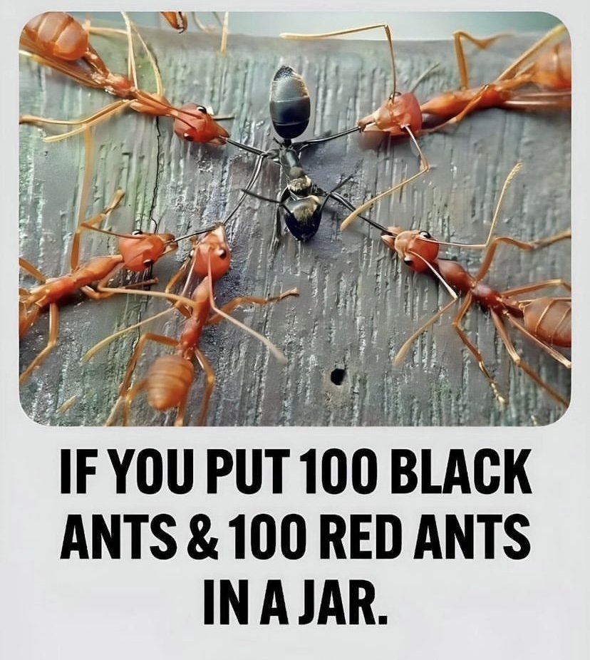 This story about ANTs will change the way you see the World: