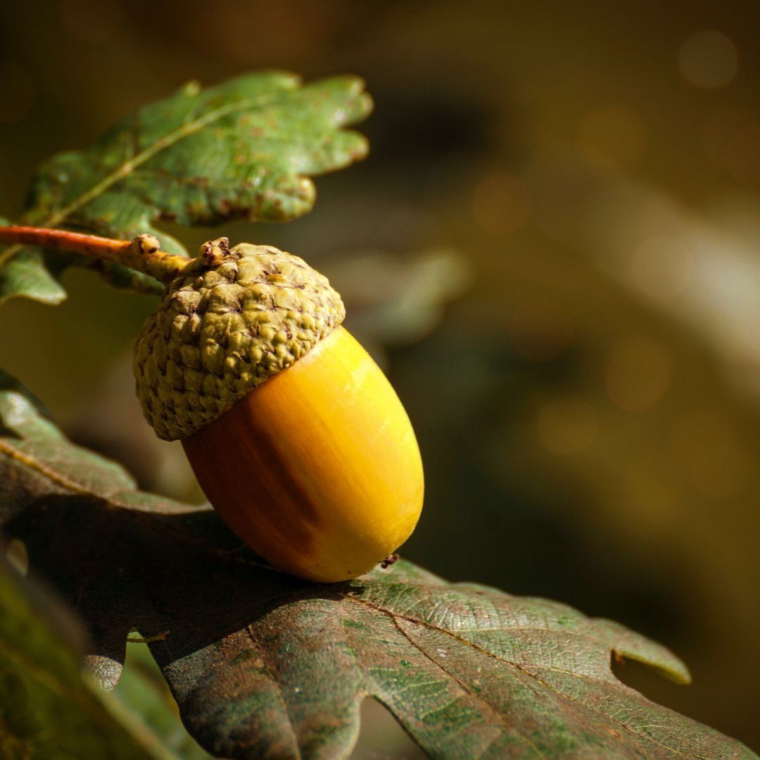 TheTreeCouncil's tweet image. We&apos;re almost coming to the end of our Seed Gathering Season campaign, we would love to know what seeds you have collected and what trees you are hoping to see grow! #SeedGatheringSeason
