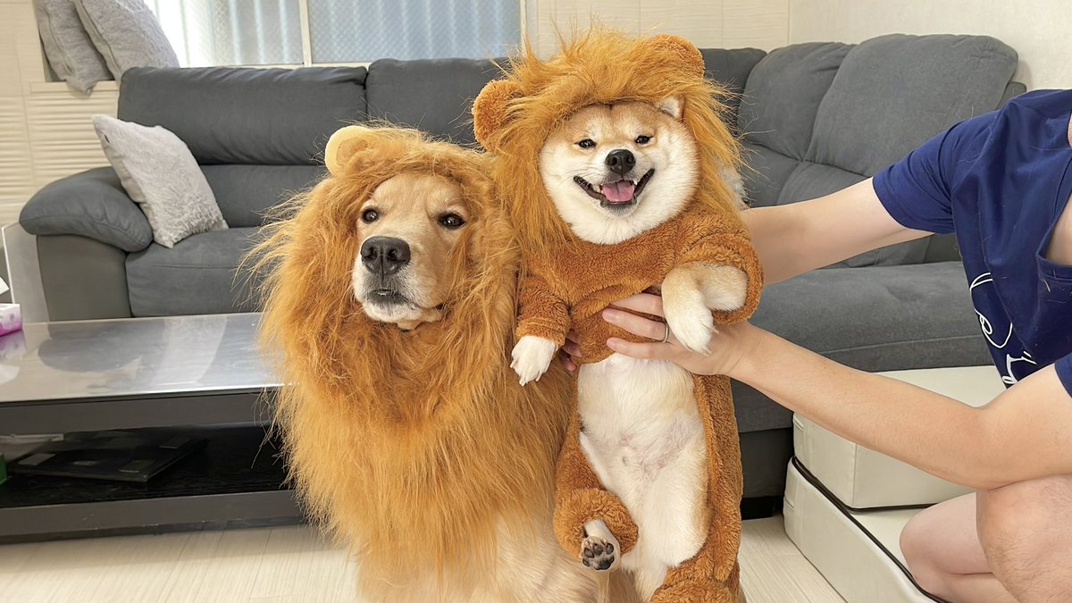 豆柴うに&ゴールデンレトリバーおから tweet media