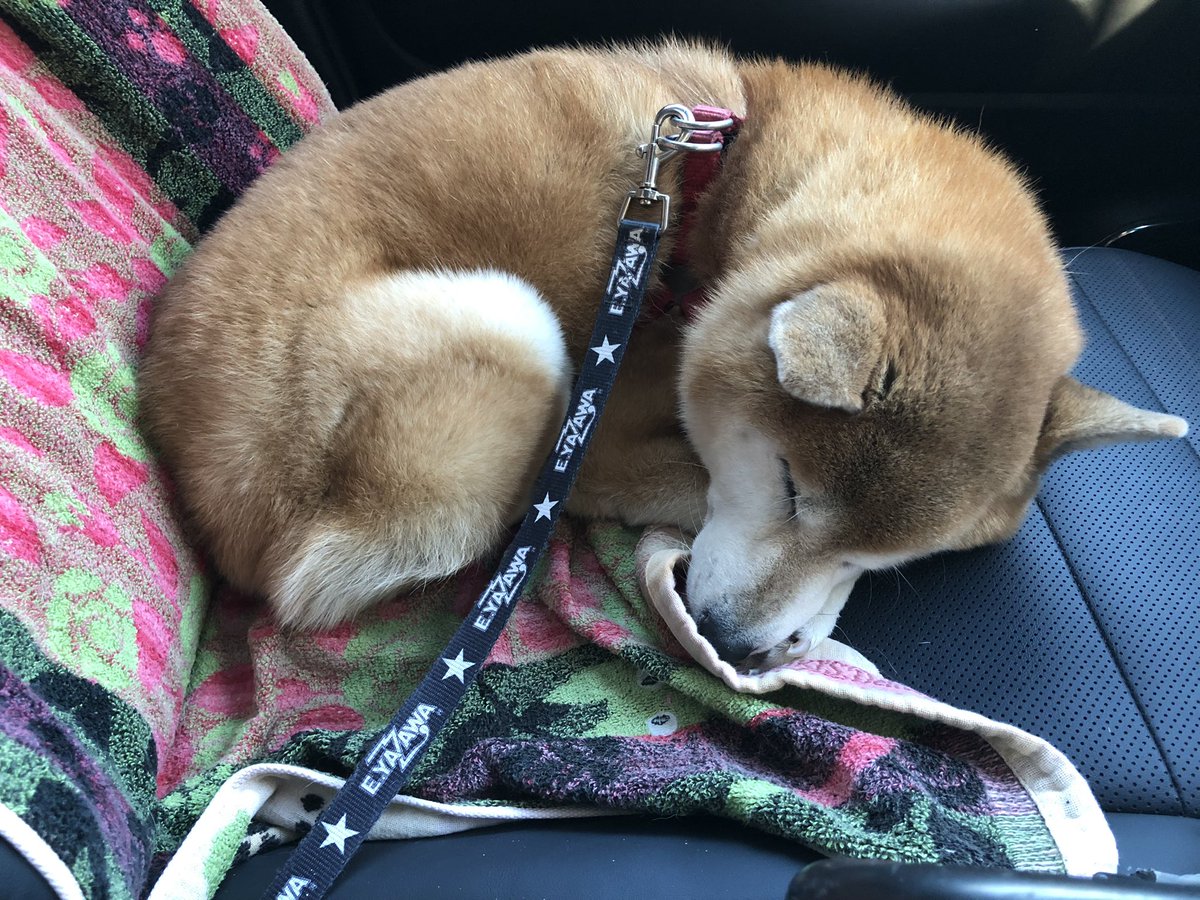 7_Nana83's tweet photo. 今日はナナを連れて柴犬のオフ会🐕🐕🐕🐕🐕🐕🐕🐕
帰りの車内では疲れきったナナが死んだように寝てる😅
楽しかったね😊 https://t.co/JwK2GCre8v