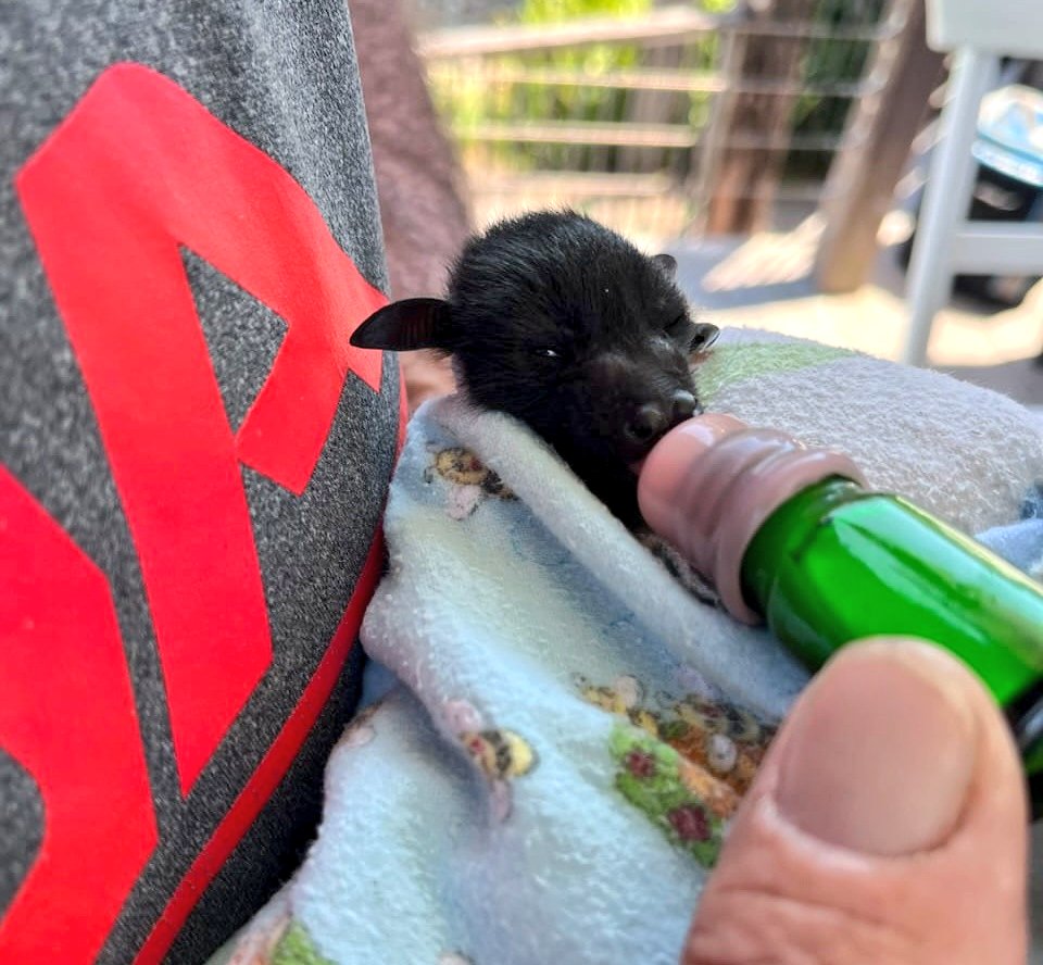 VickyVix🦔 tweet media