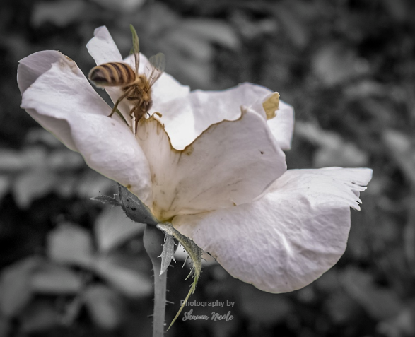 shaunanphotos's tweet photo. “When the flower blossoms, the bee will come.” - Srikumar Rao
#beautyofnature #nature #naturephotography #naturephotographer #ignature #naturelovers #sonycamera #amateurphotography #amateurphotographer #photo #photography #photographyisart #flowers #photooftheday https://t.co/ONeS6ZkKC0