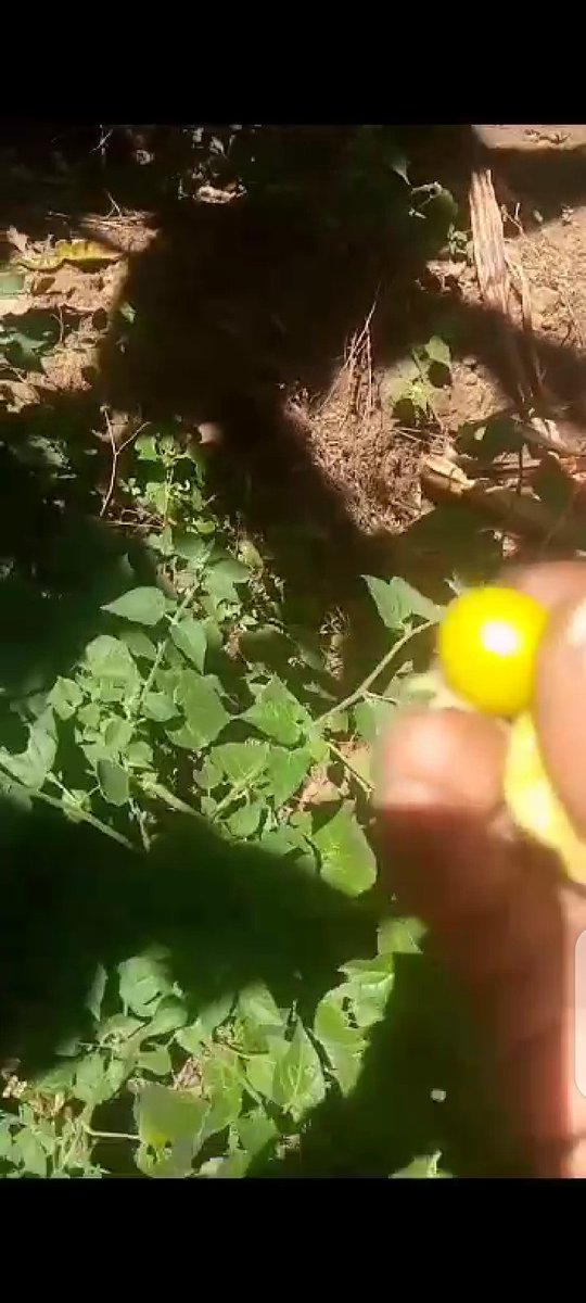 hanibalwilliams's tweet photo. Hidden 🍒Fruit https://t.co/Bc4QbIrjpD