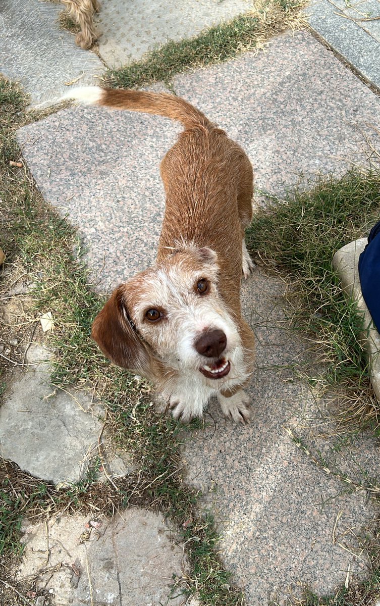 hola!!!❤️ le estamos buscando acogida o adopción inmediata por Sevilla o Cádiz a Curro, un cruce de tekkel de 5 añitos, es súper noble y cariñoso, su dueño ha fallecido y nosotros desgraciadamente no nos podemos hacer cargo de él, nos haríais un favor enorme difundiendo🫶🏼gracias!