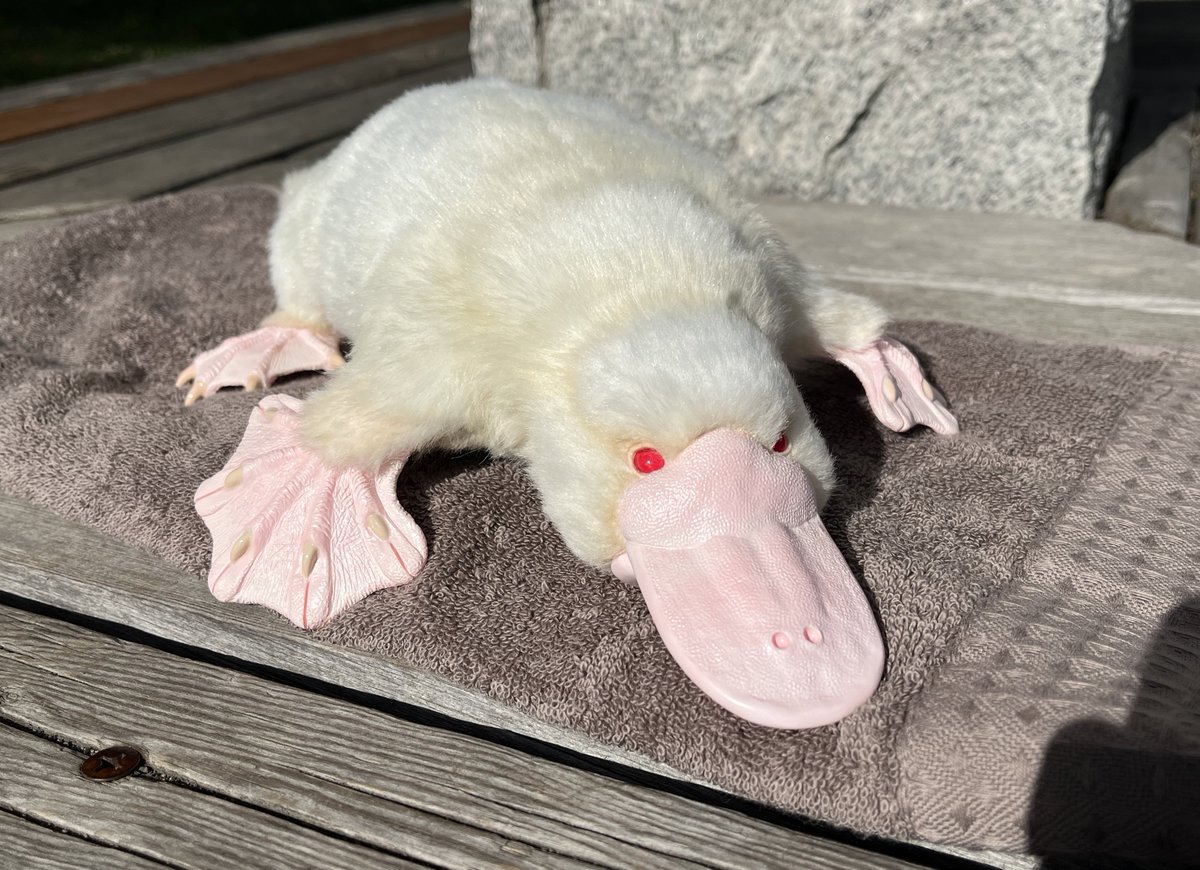 カモノハシ F9CjvhtagAAUjVo.jpg?format=jpg