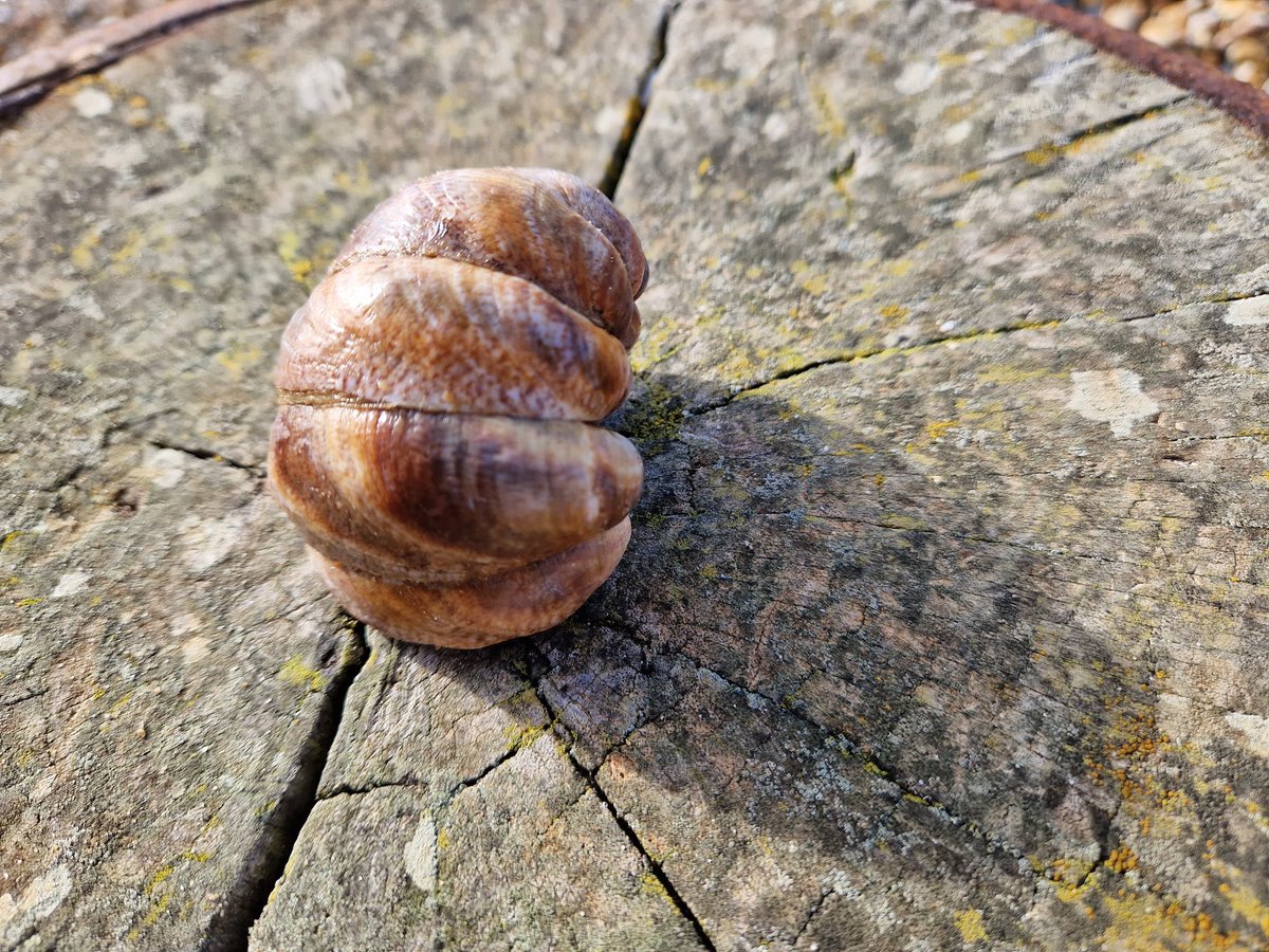 Oli_Norris's tweet image. @SussexWildlife @thembauk we've found a few balls of #SlipperLimpets this morning on a walk along #PettLevel #InvasiveNonNativeSpecies #Wildlife #Beach #Rockpool