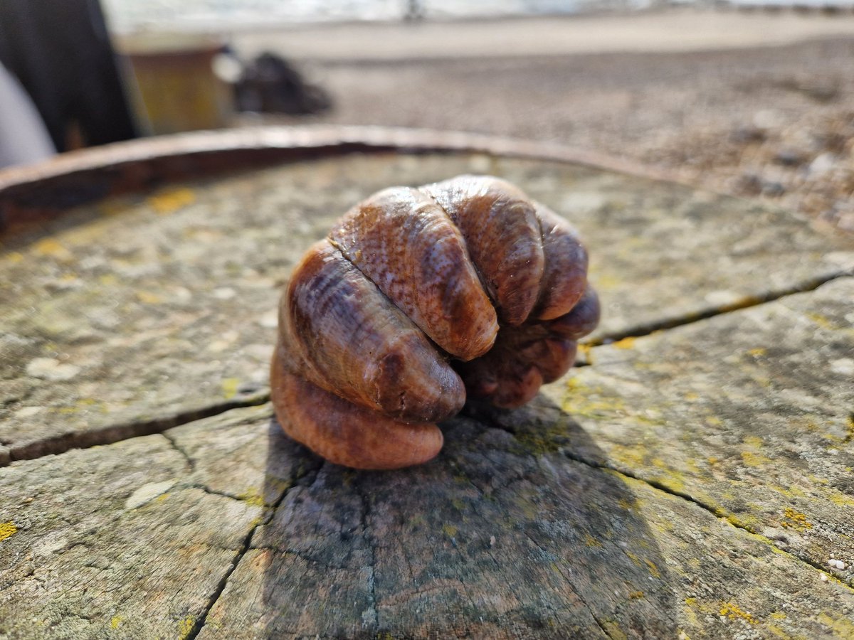 Oli_Norris's tweet image. @SussexWildlife @thembauk we've found a few balls of #SlipperLimpets this morning on a walk along #PettLevel #InvasiveNonNativeSpecies #Wildlife #Beach #Rockpool