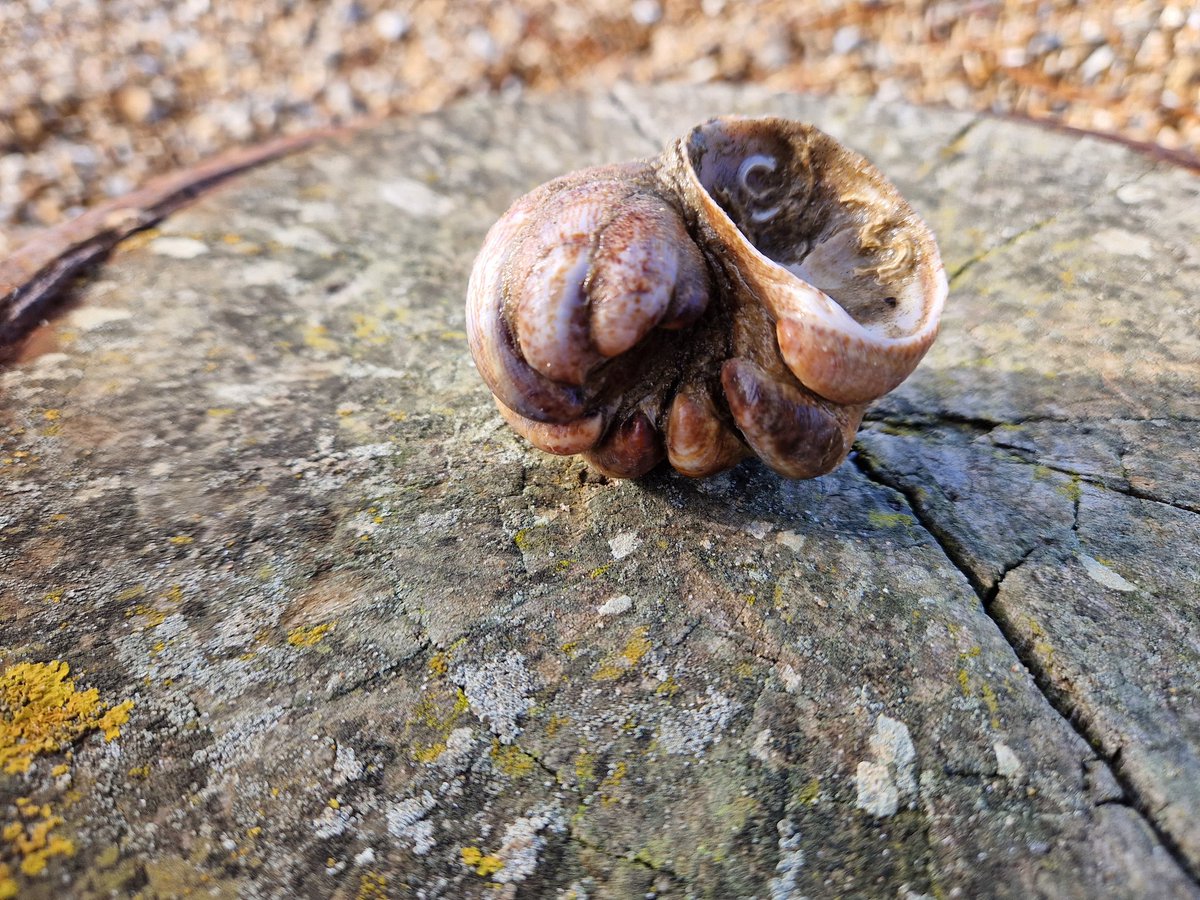 Oli_Norris's tweet image. @SussexWildlife @thembauk we've found a few balls of #SlipperLimpets this morning on a walk along #PettLevel #InvasiveNonNativeSpecies #Wildlife #Beach #Rockpool