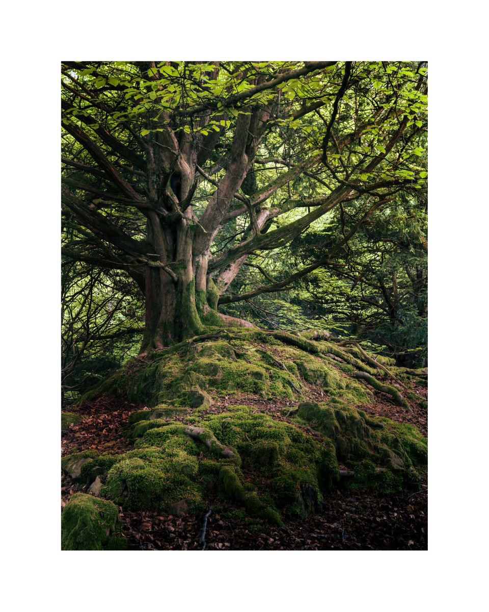 Yew wouldn’t believe it… Watch the video here👇 INCREDIBLE TREESCAPES - Mindful woodland photography YouTube.com/maliphotography #woodland #morninglight #appicoftheweek #woodland #mindful #nature #trees #beautiful #treescapes #woodlandphotography #nature #woodland #trees #tree