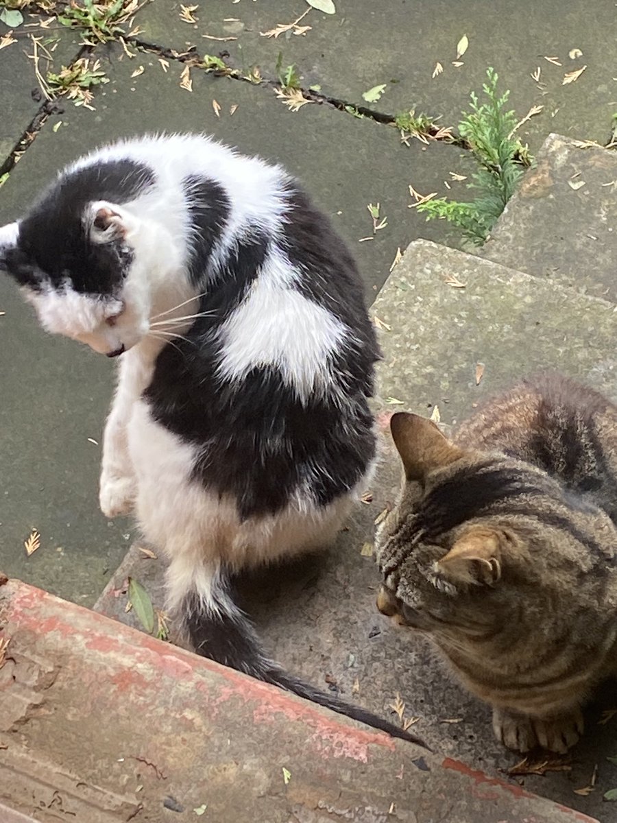 Please daddy can we come in it’s cold and we are hungry