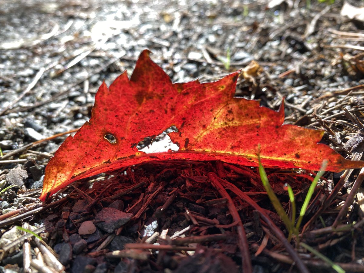 slavica_sirec's tweet image. #šetnja