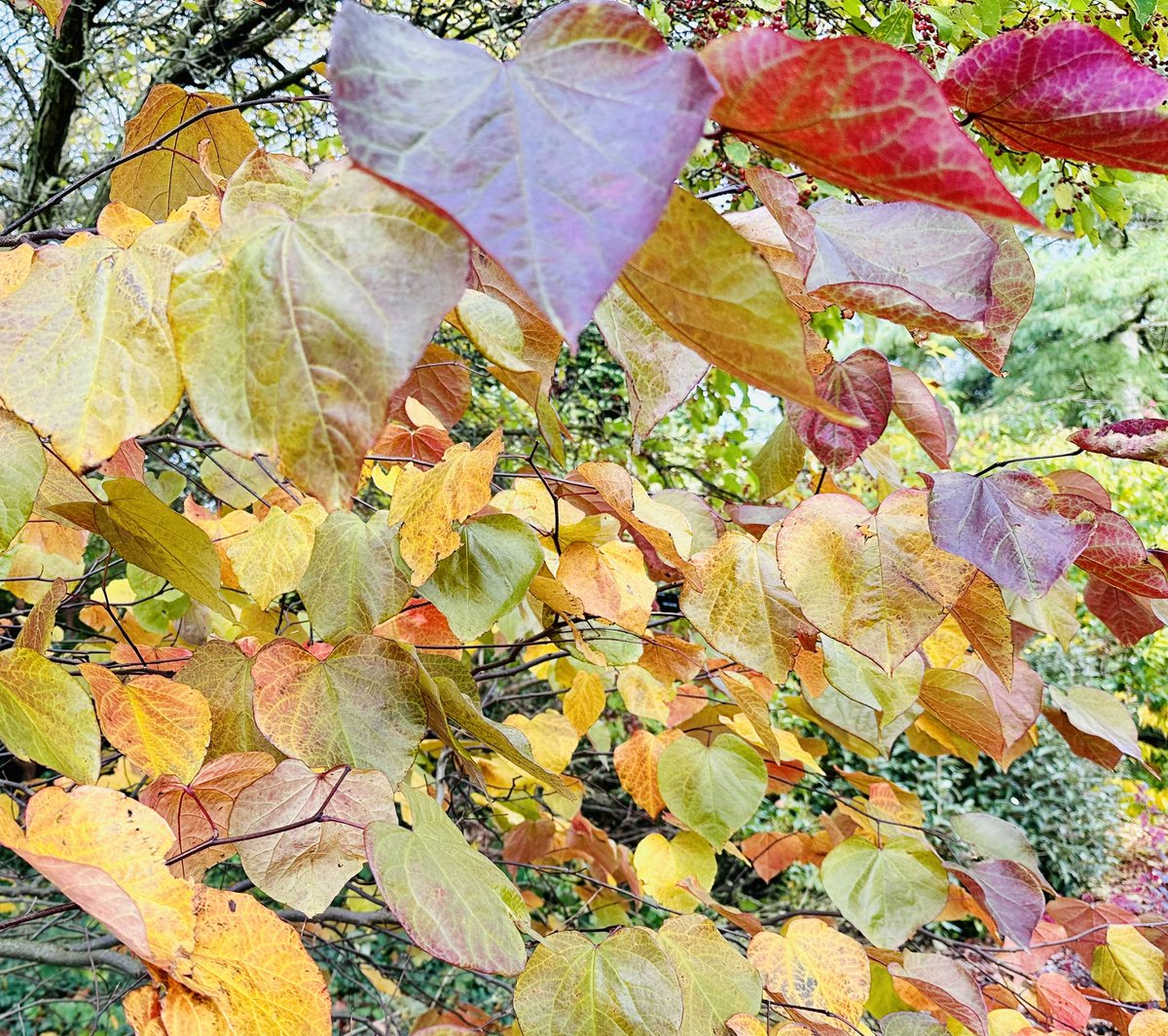 Nick Lightfoot (@nicklightfoot22) on Twitter photo Plenty of lovely autumn colour <a href="/Ness_Gardens/">Ness Botanic Gardens</a> at the moment, like this Cercis canadensis ‘Forest Pansy’. For more info see treesandshrubsonline.org/articles/cerci… Plenty of lovely autumn colour <a href="/Ness_Gardens/">Ness Botanic Gardens</a> at the moment, like this Cercis canadensis ‘Forest Pansy’. For more info see treesandshrubsonline.org/articles/cerci…