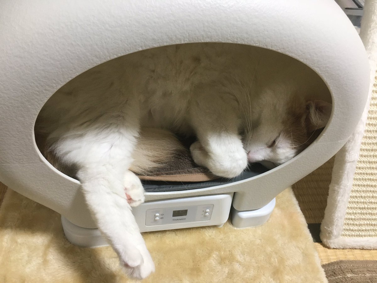 genki02023's tweet photo. ＃猫ドーム　
＃猫のねんね　
＃猫家族 https://t.co/8rPOo8TnIk