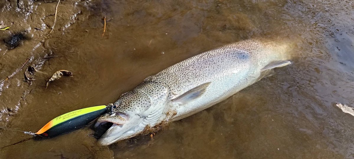 BariCraft4's tweet photo. 北海道の石井さまより、釣果報告がありました!
日本三大怪魚の一角である【イトウ】
をデカスプーナーで仕留めております♪
去年に引き続き、おめでとうございます♪
#バリクラフト
#baricraft
#デカスプーナー
#decaspooner
#イトウ
#日本三大怪魚
#アカメ
#ビワコオオナマズ https://t.co/5dUyZyzScu