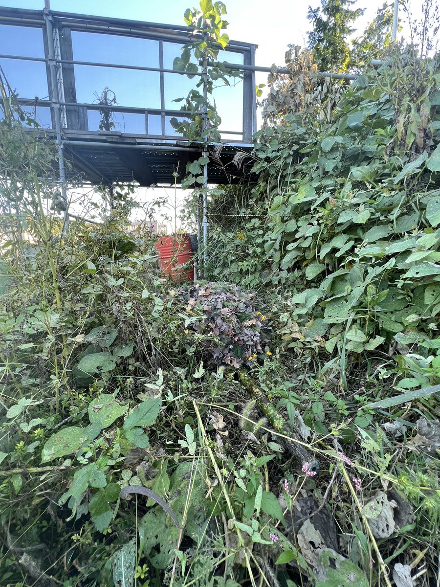 YamatoAirsoft's tweet photo. 今日は久しぶりのサバゲーでした。
ペンコットはこの季節でもよく化けますね。それとギリー×電磁弁 最高ですな🤤

#サバゲーマーさんと繋がりたい 
#サバゲー https://t.co/gjvMV8lY07