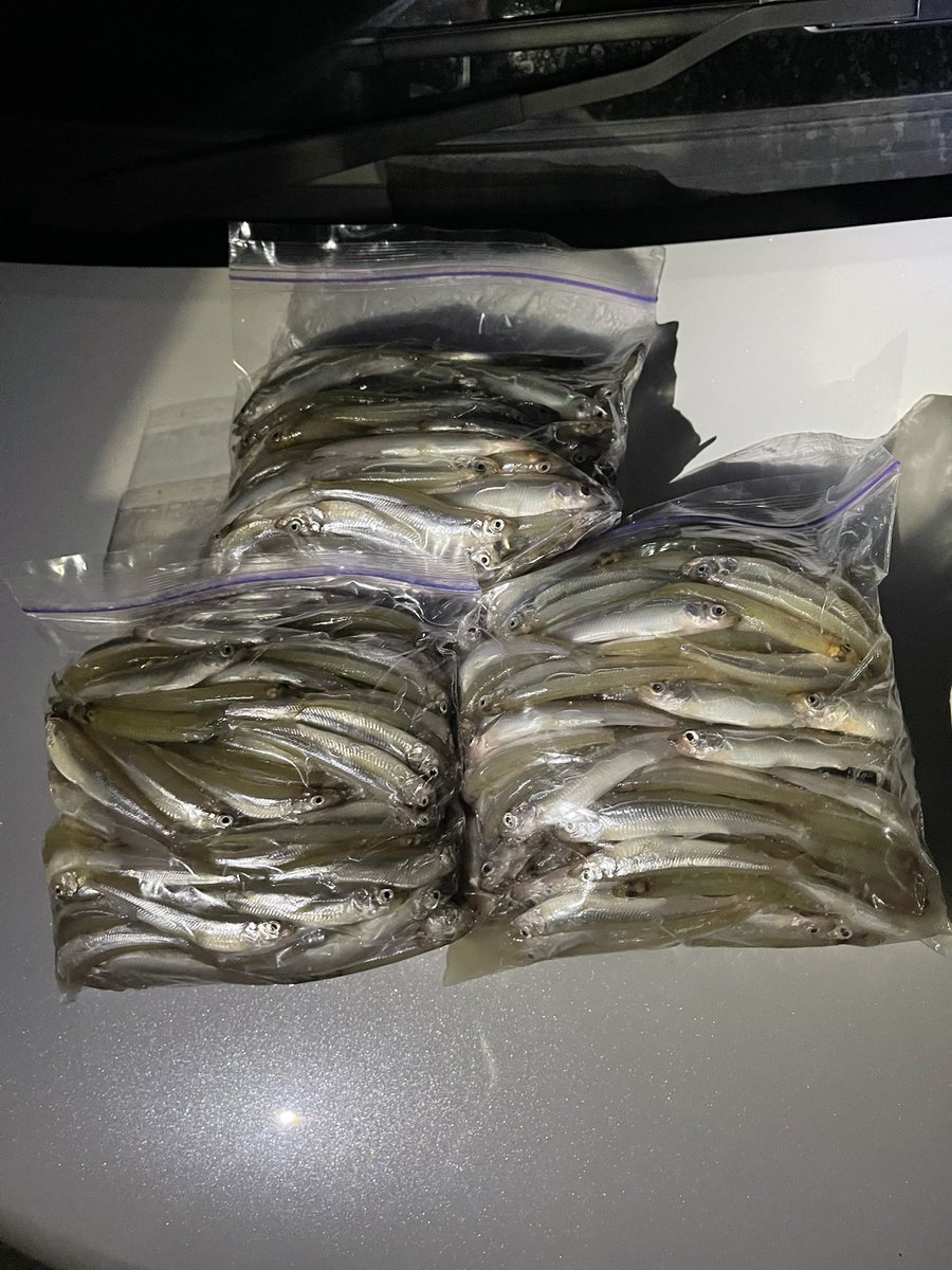 goodpy0930's tweet photo. 津久井湖ワカサギ
魚探が真っ白……から
真っ赤っか……
また真っ白
また真っ赤っか
良い釣りでした。
#ワカサギ
#わかさぎ
#Clubcrest
#CRYSTIA
#VARIVAS
#BMO https://t.co/QsUMqLnv13