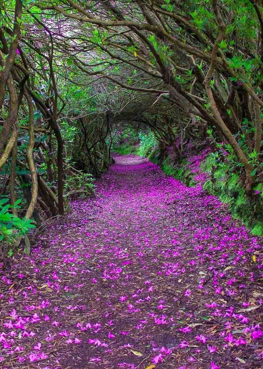 Sooo beautiful Natural Rhododendron tunnels in Reenagross Park, Kenmare, Ireland 💜💜💜💜