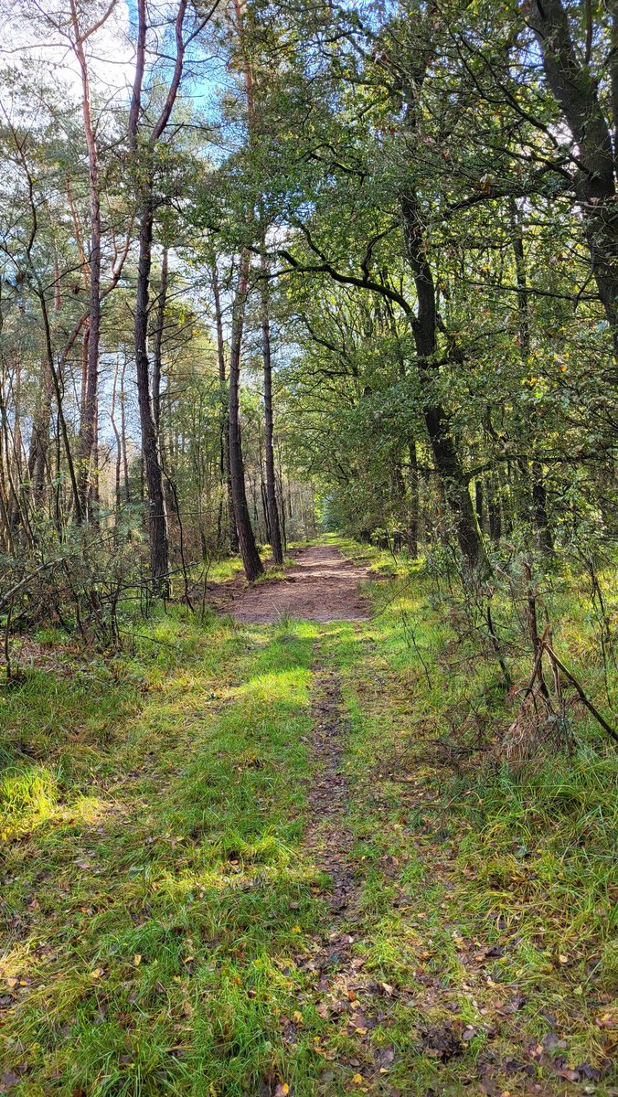 Joostdlc's tweet photo. Bulldozerbeheer door #natuuronumenten in Berkenheuvel, onderdeel van het #drentsfriesewold. Verbreden en egaliseren van ongerepte paden die van nergens naar nergens gaan in een begrazingszone.  Zinloze werkverschaffing? Nu weet ik weer waarom ik na 31 jaar inmiddels lid af ben. https://t.co/1WgfSDECRS