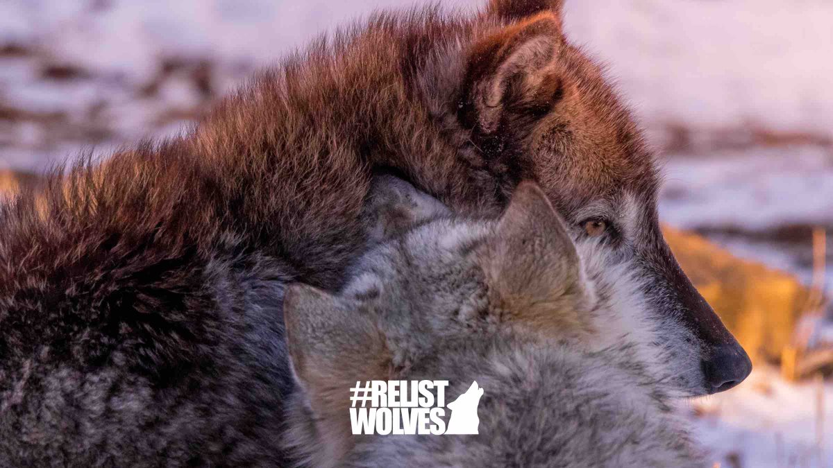 Thank you for snuggling up to us this #WolfAwarenessWeek! While Wolf Awareness Week might be coming to a close, the threat Gray Wolves face each day without federal protections is a continuous battle. Join us in fighting for them at RelistWolves.org. #RelistWolves.