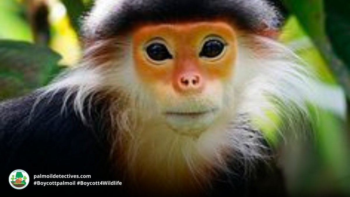 PalmOilDetect's tweet photo. The colourful and intelligent Red-shanked Douc Langur faces many threats including #deforestation and hunting. They are critically endangered. Boycott the brands destroying their home. Join our #Boycott4Wildlife https://t.co/up6DMPv8o4 via @palmoildetect https://t.co/gz8Hs3GAbj