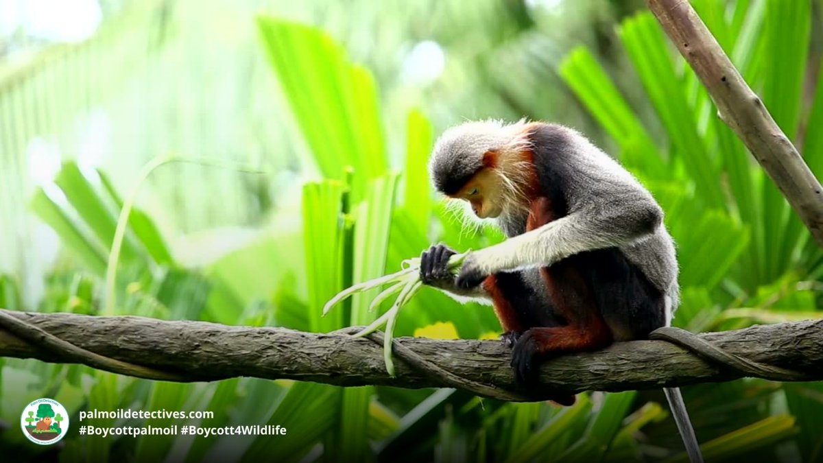 PalmOilDetect's tweet photo. The colourful and intelligent Red-shanked Douc Langur faces many threats including #deforestation and hunting. They are critically endangered. Boycott the brands destroying their home. Join our #Boycott4Wildlife https://t.co/up6DMPv8o4 via @palmoildetect https://t.co/gz8Hs3GAbj