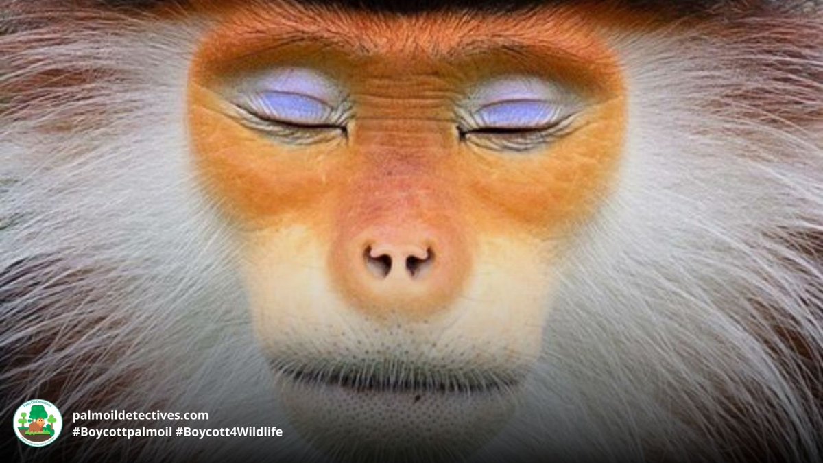 PalmOilDetect's tweet photo. The colourful and intelligent Red-shanked Douc Langur faces many threats including #deforestation and hunting. They are critically endangered. Boycott the brands destroying their home. Join our #Boycott4Wildlife https://t.co/up6DMPv8o4 via @palmoildetect https://t.co/gz8Hs3GAbj
