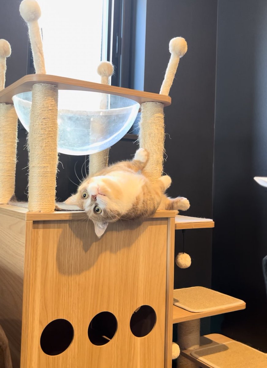 RT @kotaro_0315: 落ちないでね #猫 #猫好き #猫のいる生活