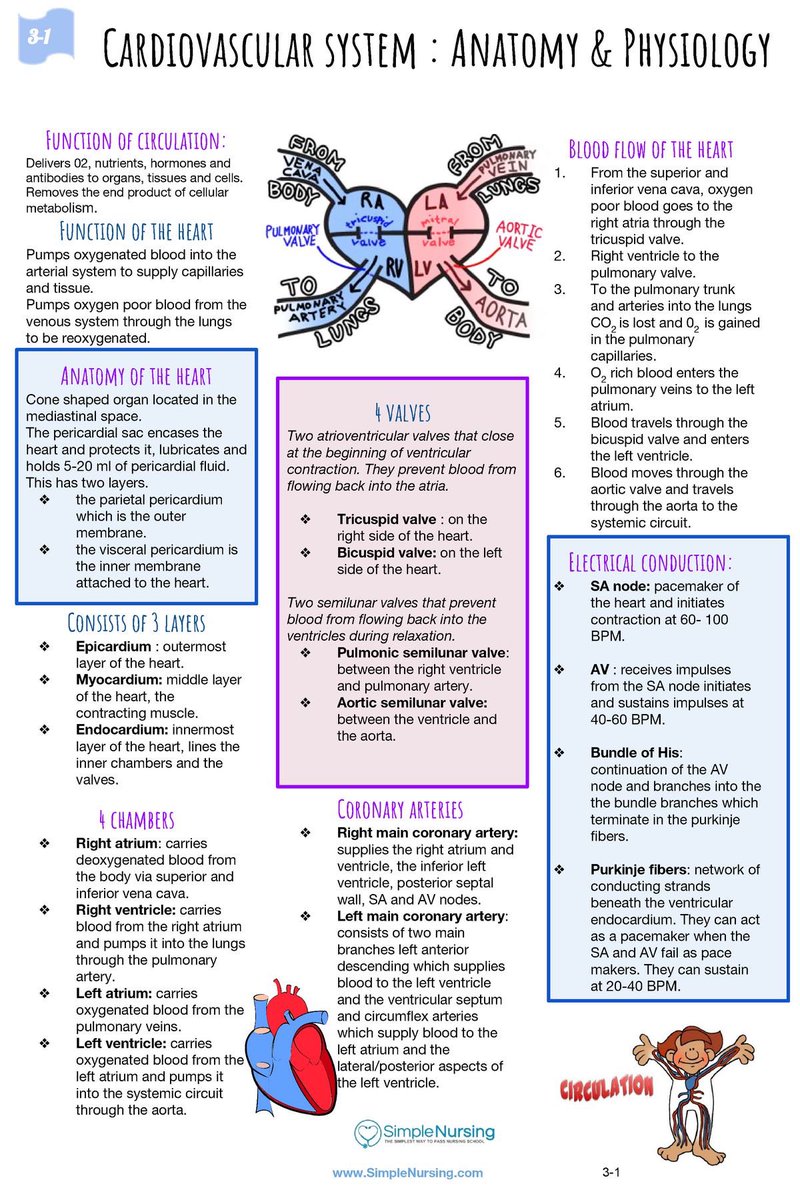 Cardiovasculsr details from simple nursing