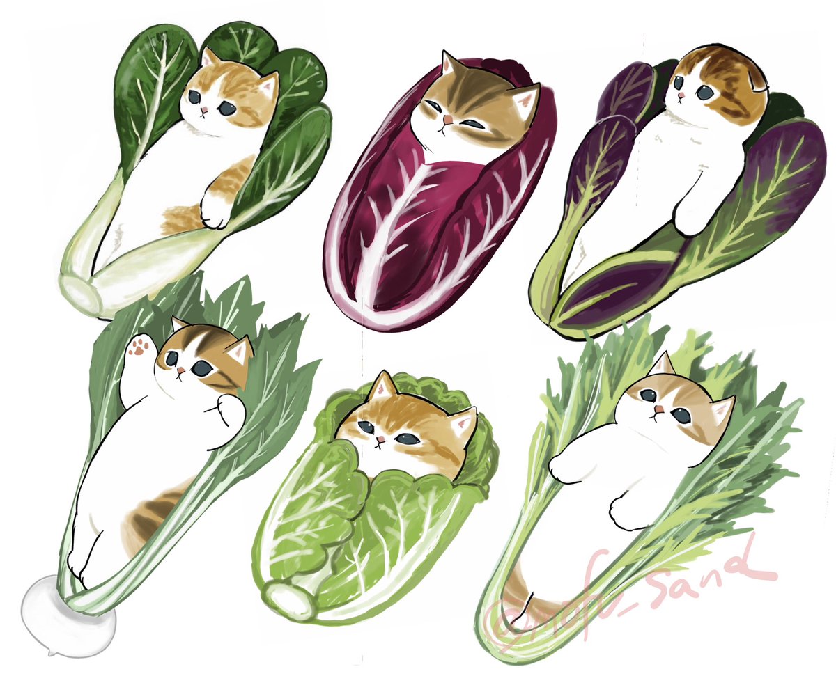 no humans cat white background simple background food animal focus leaf  illustration images