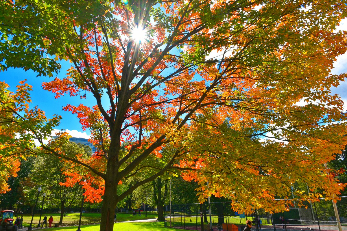 Nature's autumnal paintbrush has produced a dazzling display of beautiful colors on this maple tree in our historic Boston Common! ❤️🍁<a href="/universalhub/">Adam Gaffin</a> <a href="/CityOfBoston/">City of Boston</a> <a href="/BostonParksDept/">Boston Parks and Recreation Department</a> <a href="/FOPG/">Friends of the Public Garden</a> <a href="/EmNecklaceBos/">Emerald Necklace Conservancy</a> #Boston #Massachusetts #NatureBeauty #NaturePhotography #nature #trees #Autumn