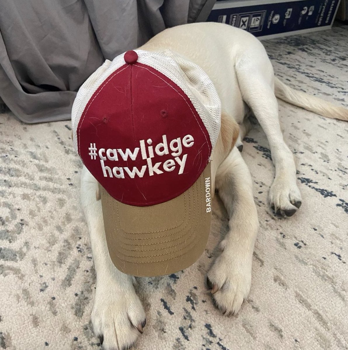 Buccigross's tweet photo. NEW!! BucciMane #CawlidgeHawkey
Top 16
1 Minnesota 
2 Denver
3 Boston College
4 Quinnipiac 
5 North Dakota
6 Providence
7 Michigan 
8 Boston University 
9 Minnesota Duluth
10 Michigan St
11 Western Michigan
12 Arizona St
13 Wisconsin
14 Ohio St
15 UMass
16 UNH https://t.co/Mqm7YW7zzk