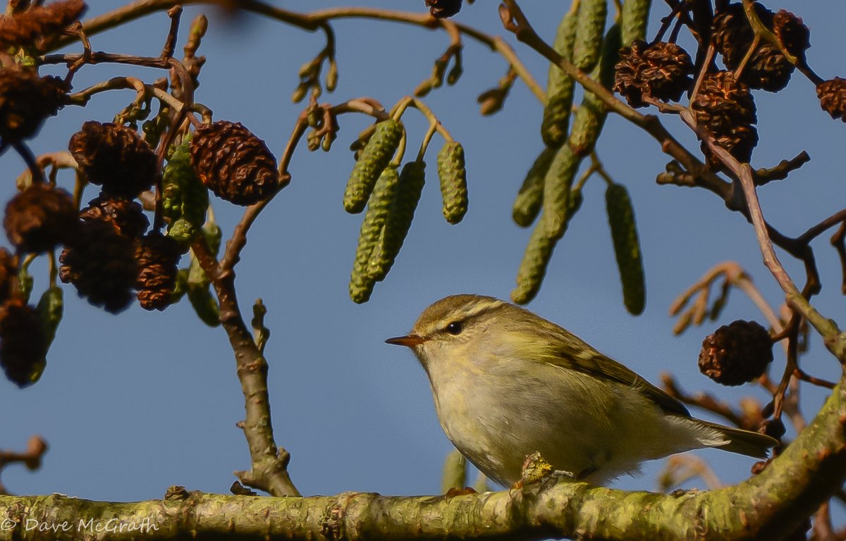 Yellow-browed warbler . Great find by @LoughBegCork 21/10/23