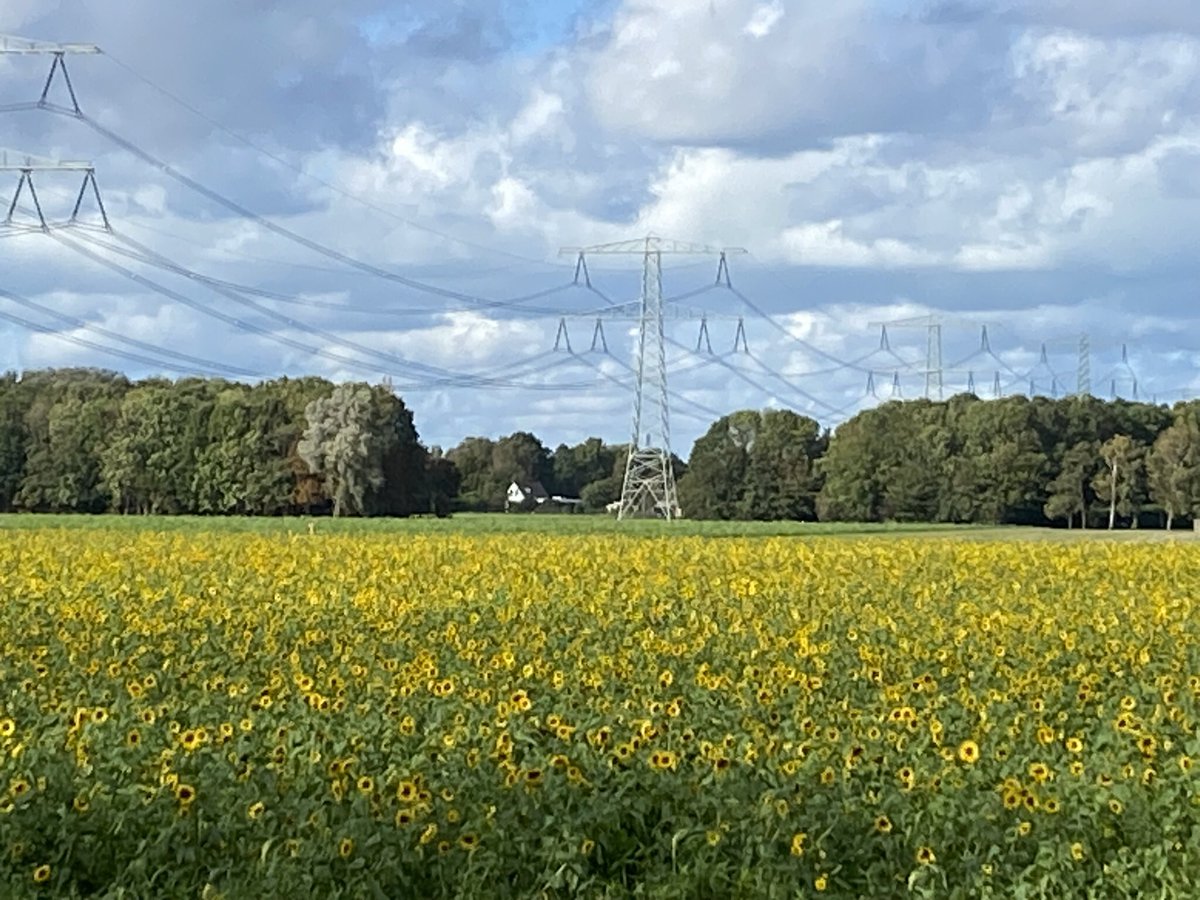 Vanmorgen weer een heerlijk wandeling gemaakt. 
En dan kom je dit mooie plaatje tegen eind oktober.