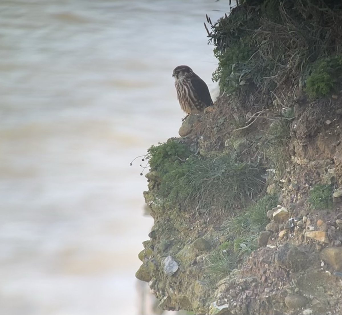 Running out of superlatives for Yorkshire trip. Waxwing, Merlin, Red-headed bunting, Siberian Stonechat, Twite, Jack Snipe, hawfinch, wheatear,  barn owl, SEO, Hen Harrier.  ⁦<a href="/PringleBirder/">Matt Pringle</a>⁩ ⁦<a href="/RichardRbw/">Richard Williams</a>⁩ ⁦<a href="/wiltsbirder/">Malcolm Royal</a>⁩