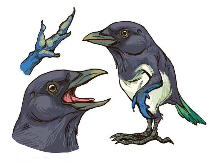 Corvid Sapiens & Anura Sapiens